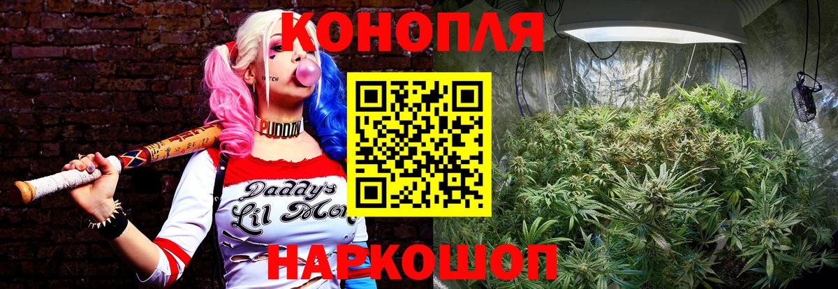 Канабис сатива Кингисепп